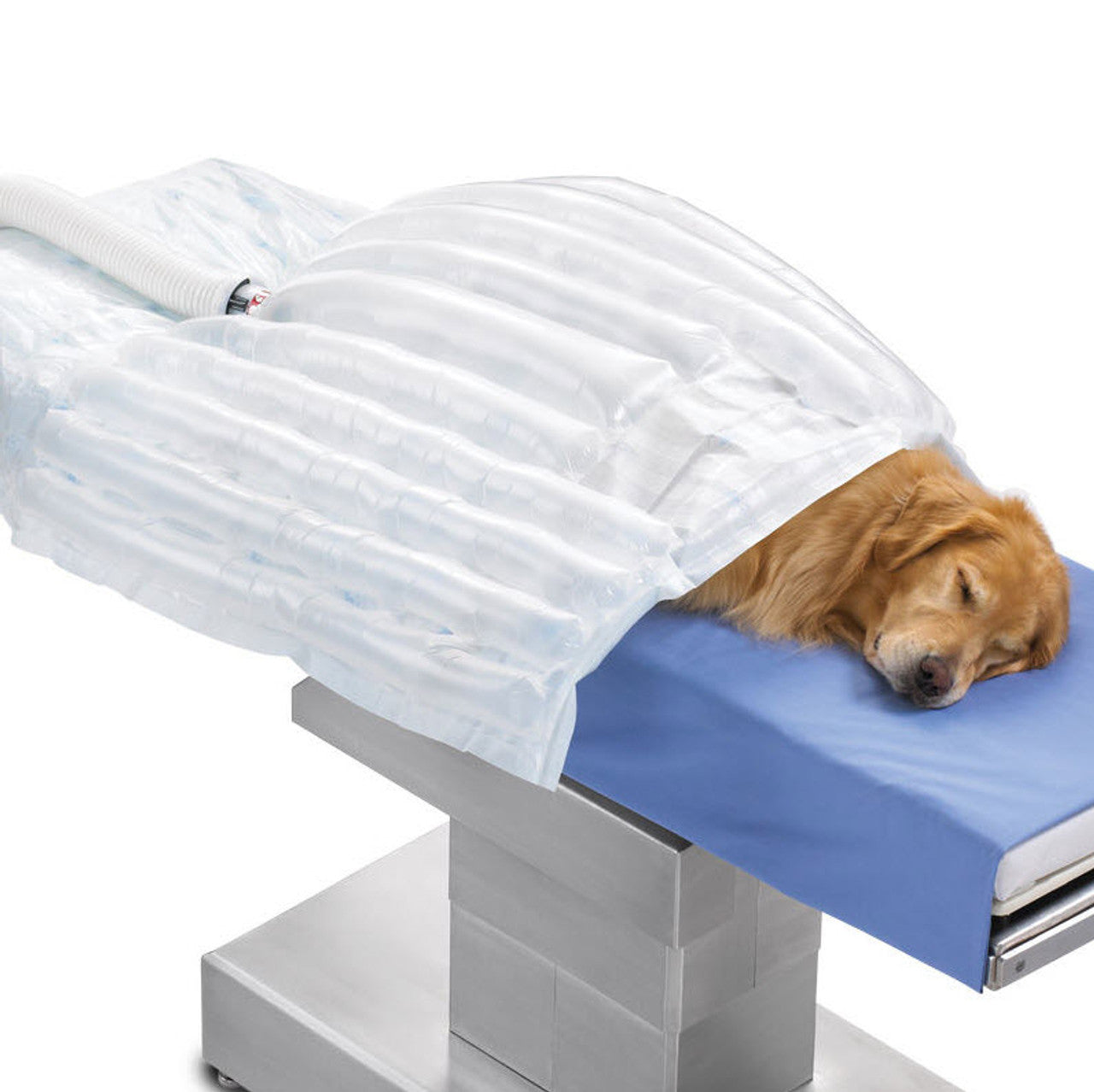 Animal Blanket, Medium, 10/cs (Continental US+HI Only)