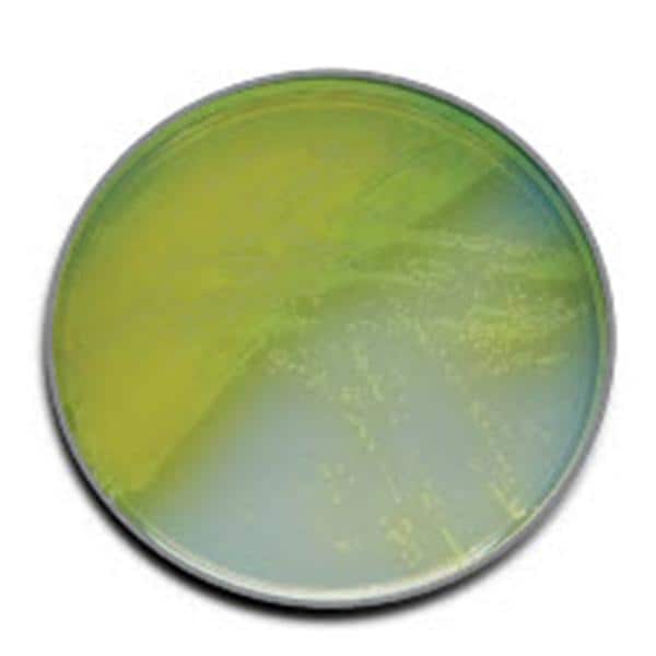 Plate, Pseudosal Agar, cetrimide, 10/pk (Short-Dated; Non-Returnable; Non-Refundable) (Continental US Only) (DROP SHIP ONLY)