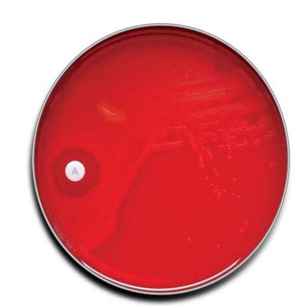 Group A Selective Strep Agar with 5% Sheep Blood (ssA) Plate, 100/pk (Short-Dated, Minimum Expiry Lead is 60 days; Non-returnable; Non-refundable) (Ships on ice) (Continental US Only) (Drop Ship Requires Pre-Approval)