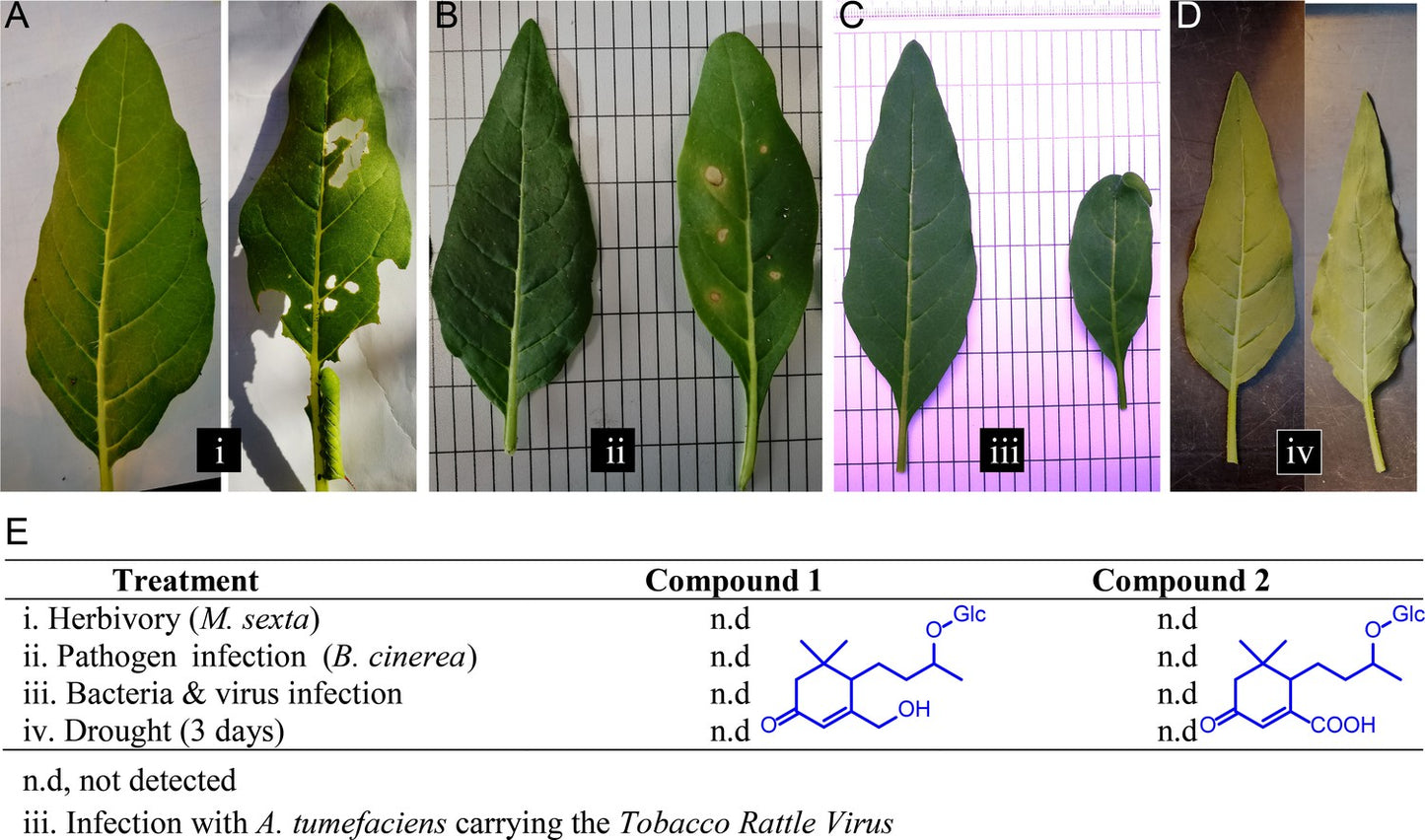 370093Nicotine Gum, 2mg, Mint, 50s, Compare to Nicorette, 24/cs, NDC# 00536-1362-06 (US Only)