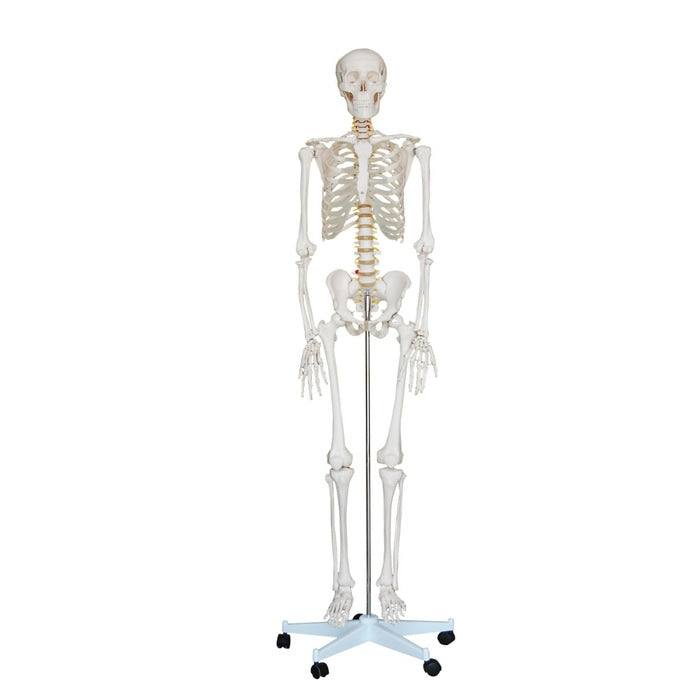 Standard Skeleton, Pelvic Mounted